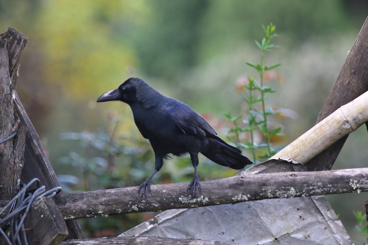 Large-billed Crow - Kernan Bell