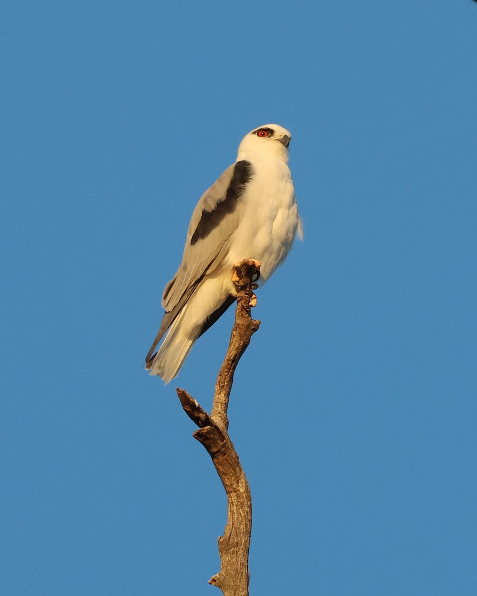 Black-shouldered Kite - Andrew Crouch