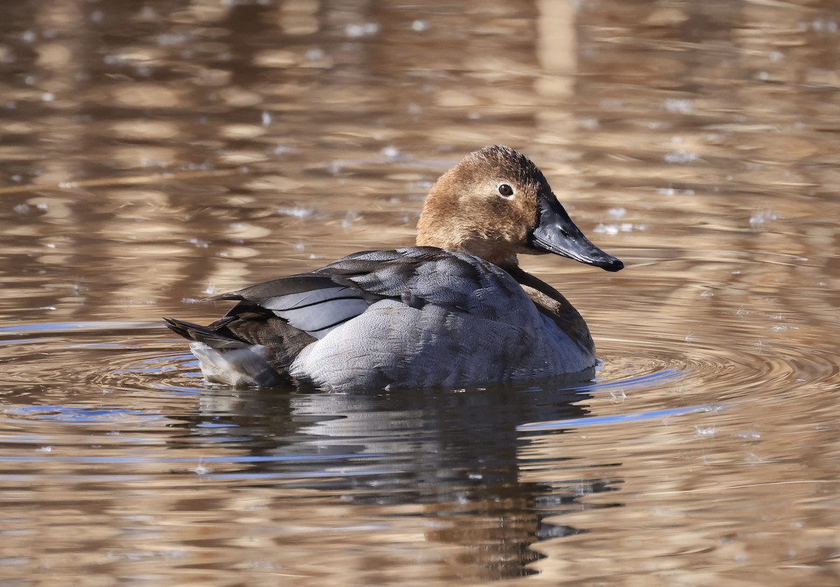 Canvasback - ML615111902