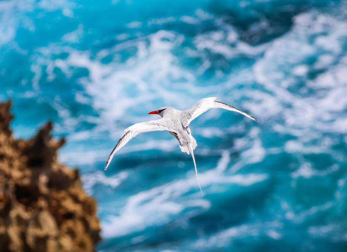 Red-billed Tropicbird - ML615111949