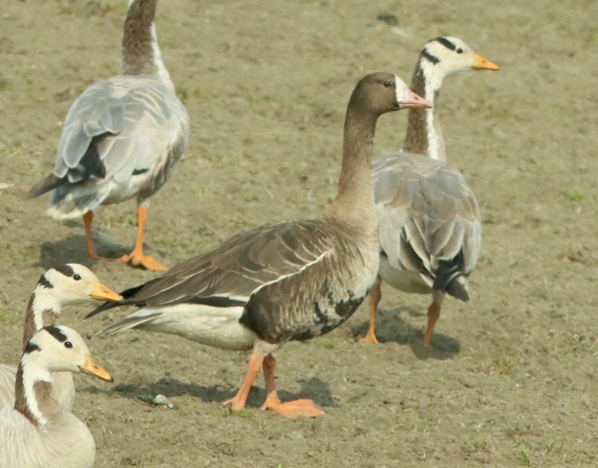 Greater White-fronted Goose - ML615111961