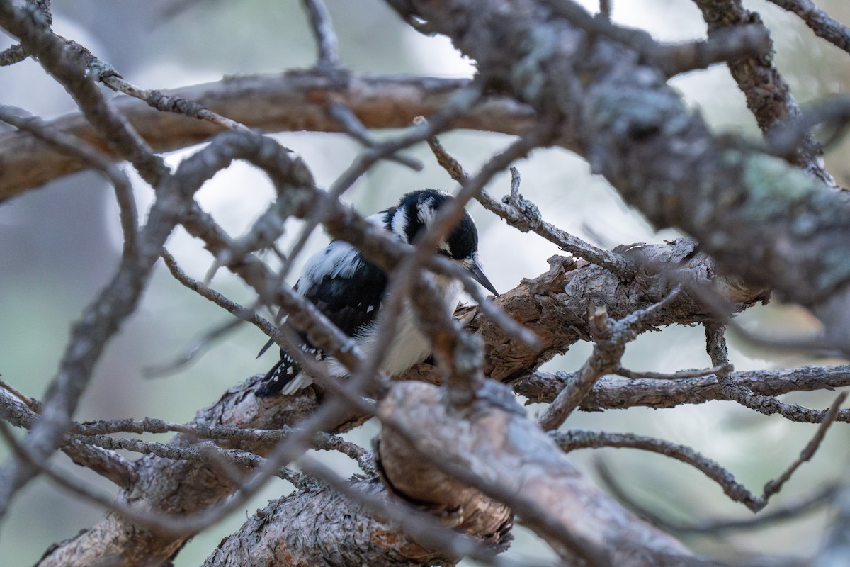 Hairy Woodpecker - ML615111975