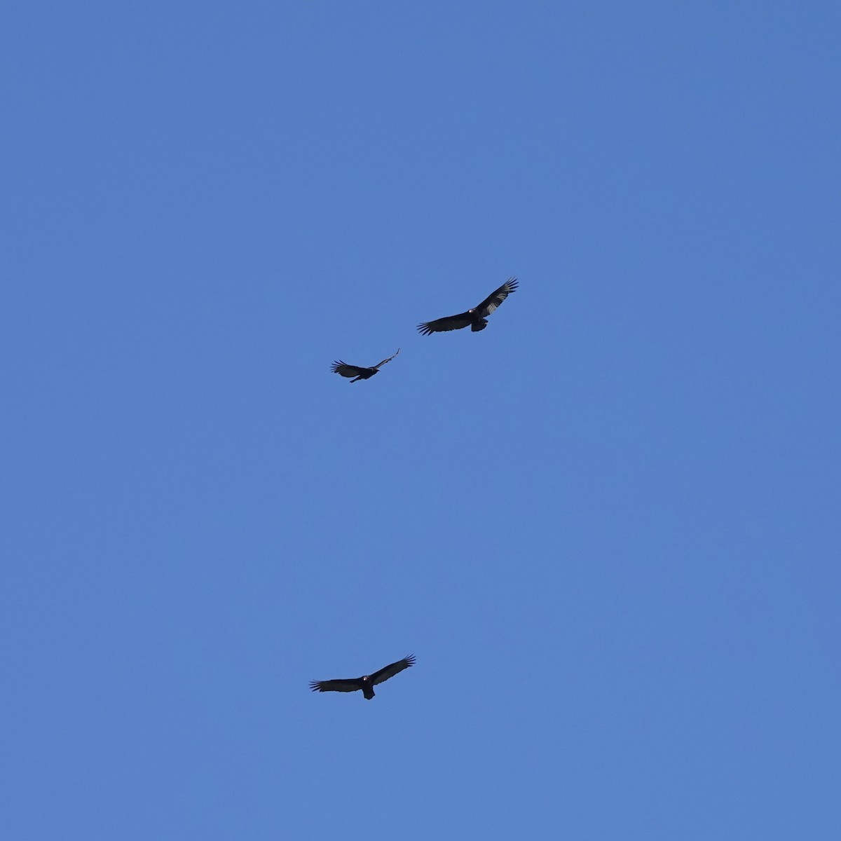 Turkey Vulture - ML615111998