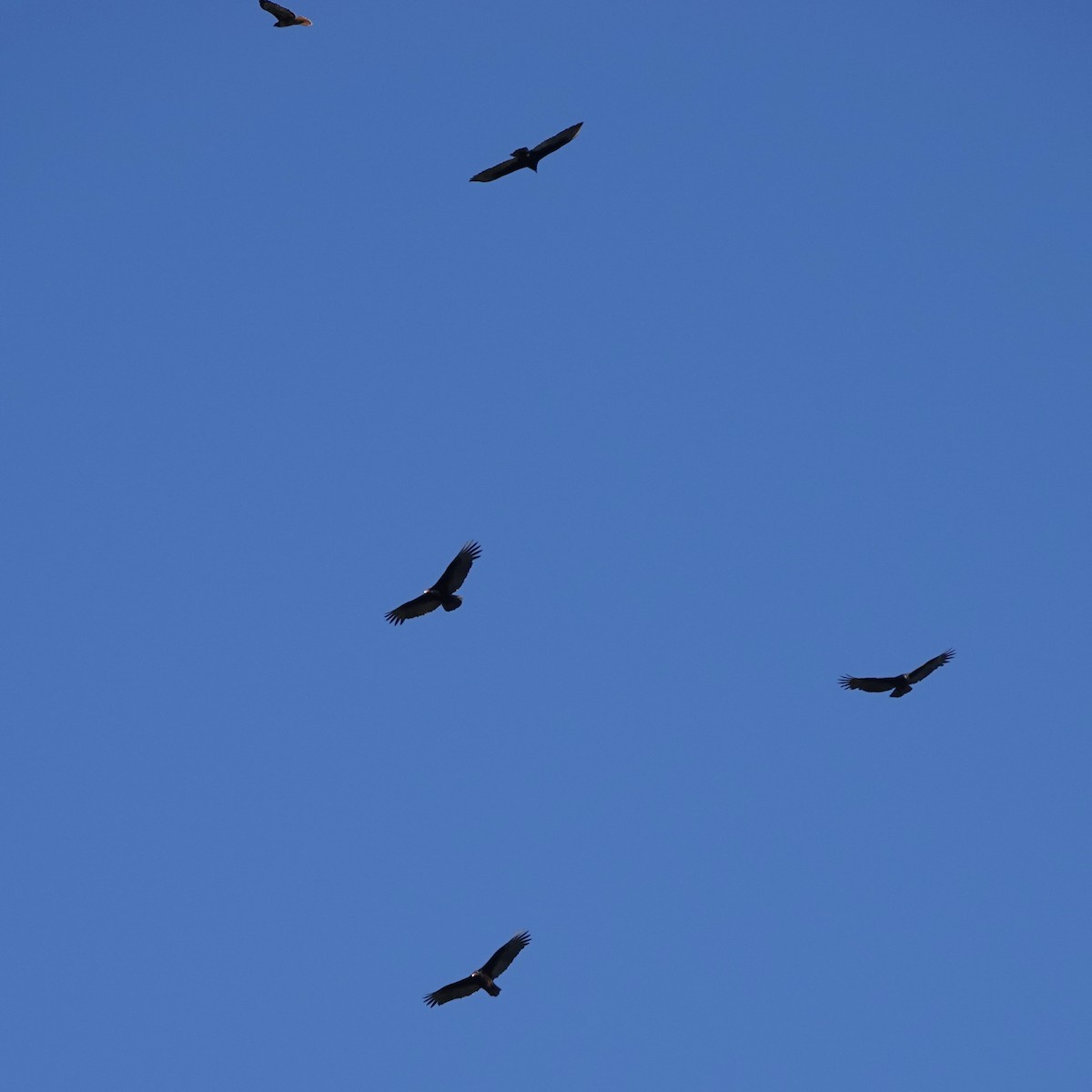 Turkey Vulture - ML615112027