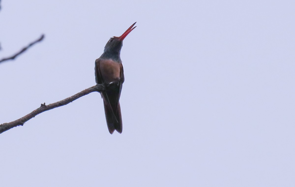 Buff-bellied Hummingbird - ML615112030