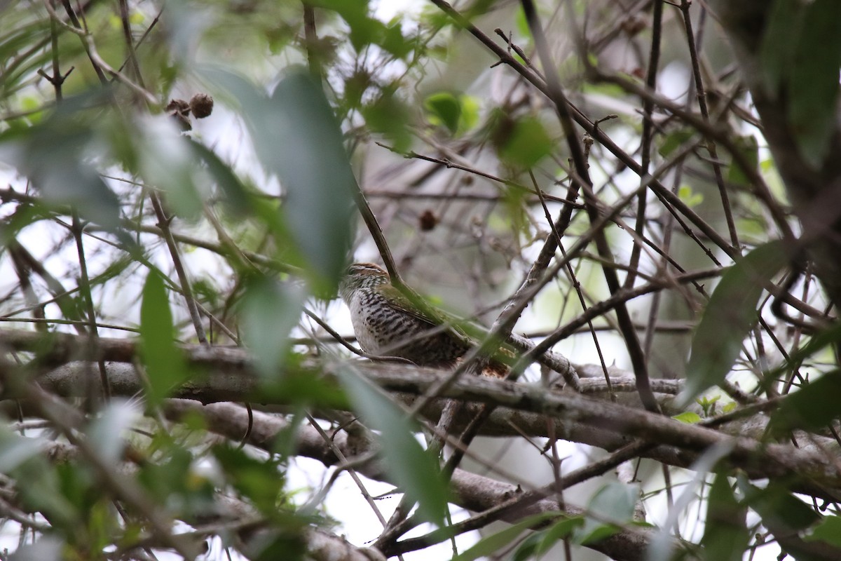 Banded Wren - ML615112054