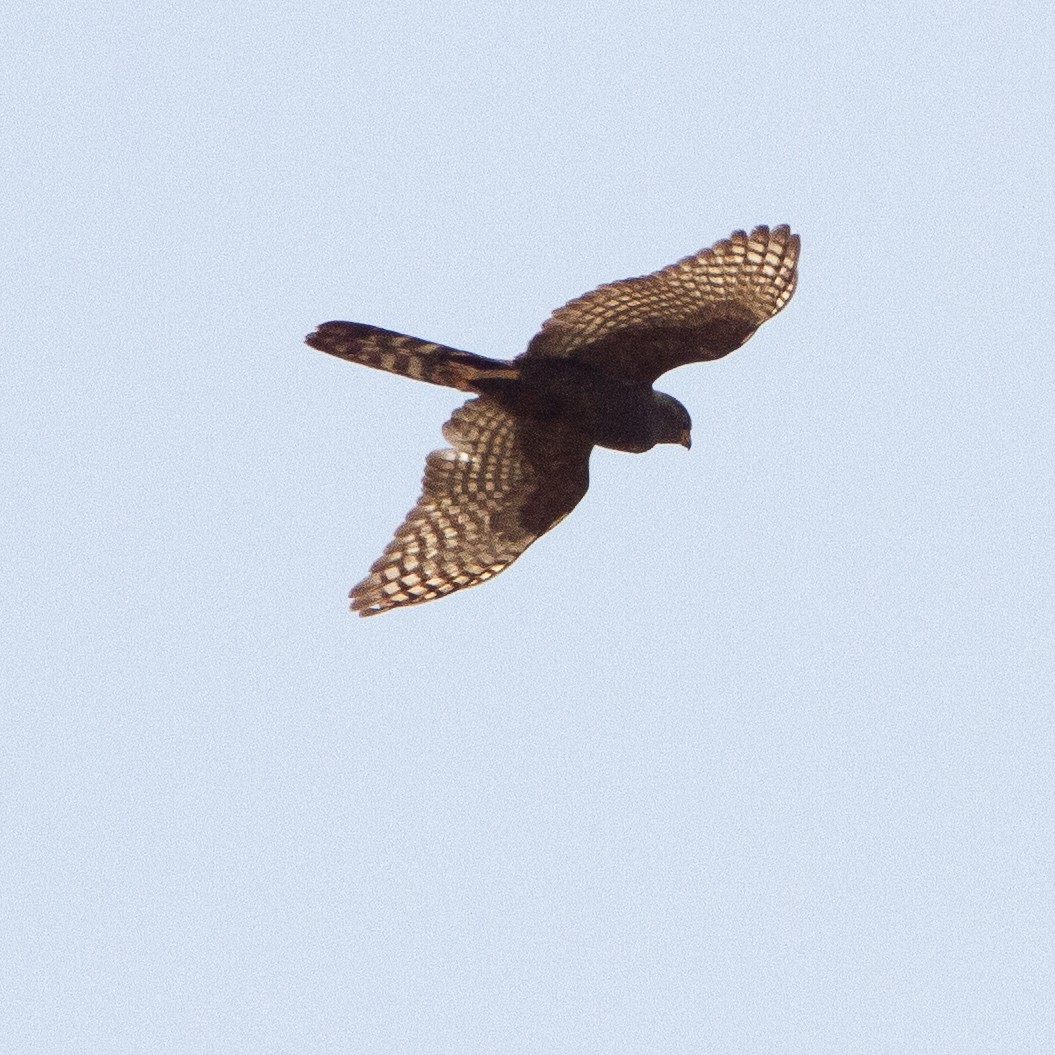 Gabar Goshawk - Werner Suter