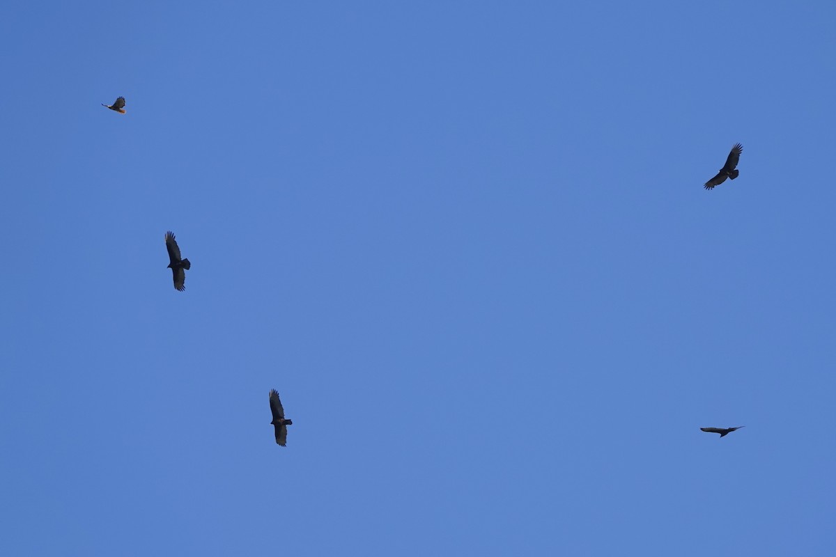 Turkey Vulture - ML615112084