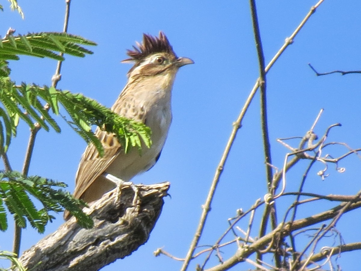 Striped Cuckoo - ML615112104