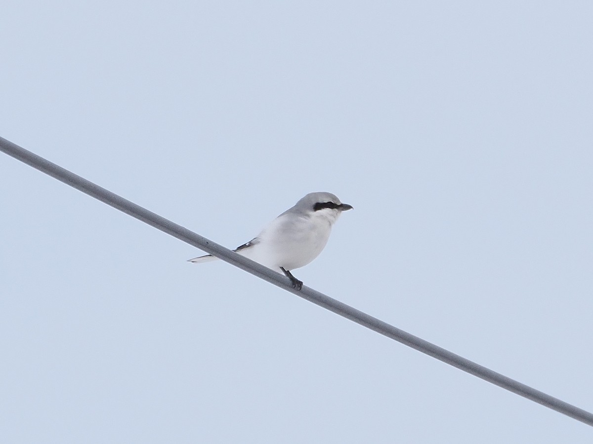 Pie-grièche boréale - ML615112110