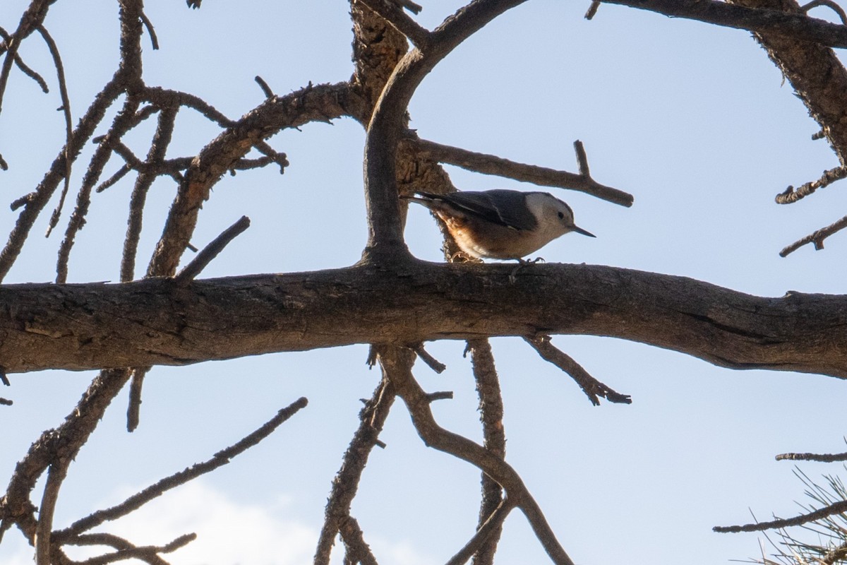 Pygmy Nuthatch - ML615112125