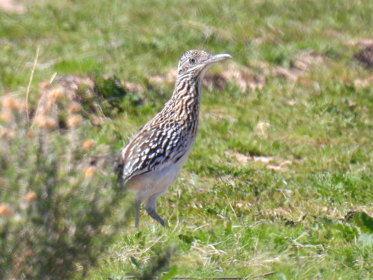 Greater Roadrunner - ML615112170