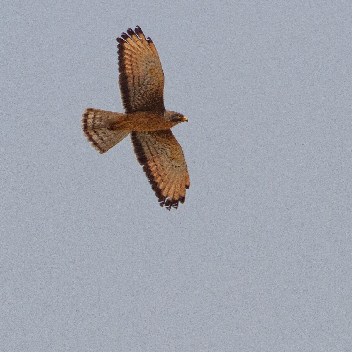 Grasshopper Buzzard - Werner Suter