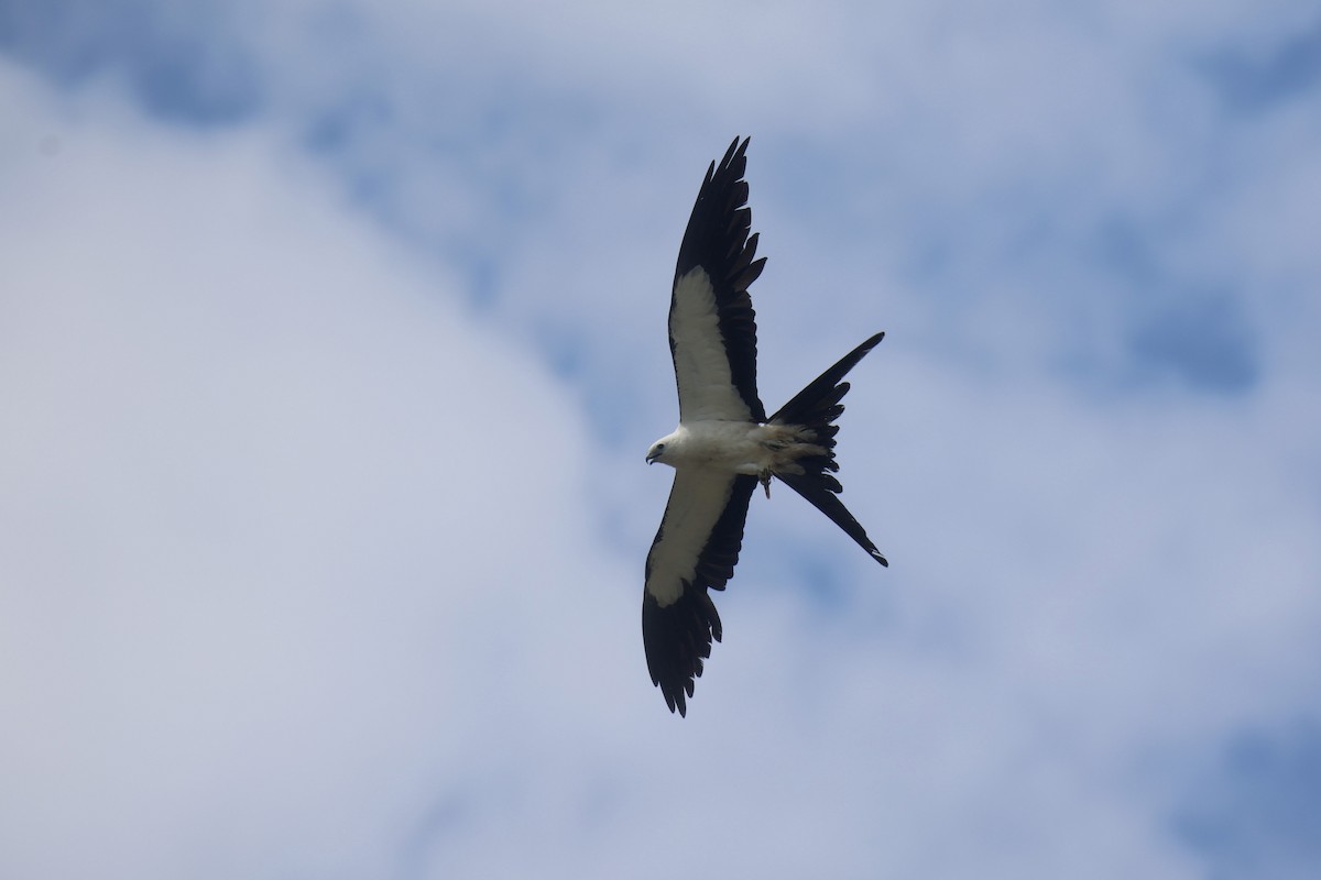 Swallow-tailed Kite - ML615112178