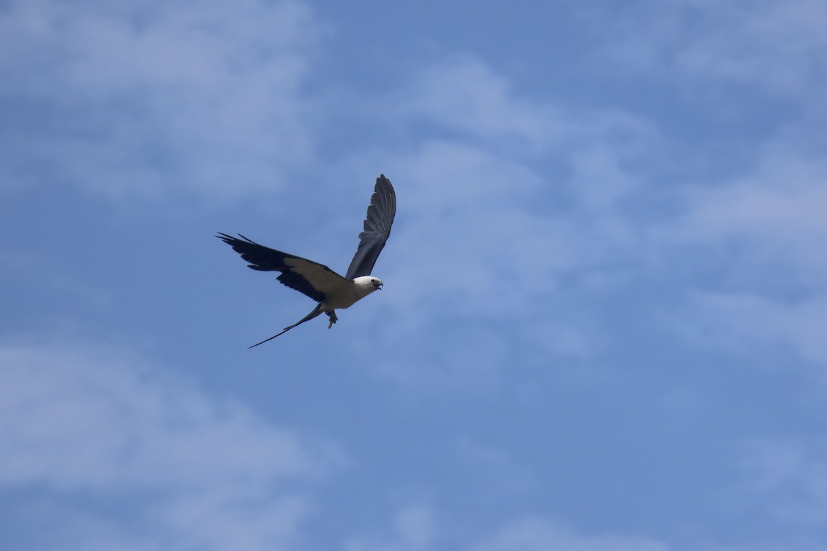 Swallow-tailed Kite - ML615112179