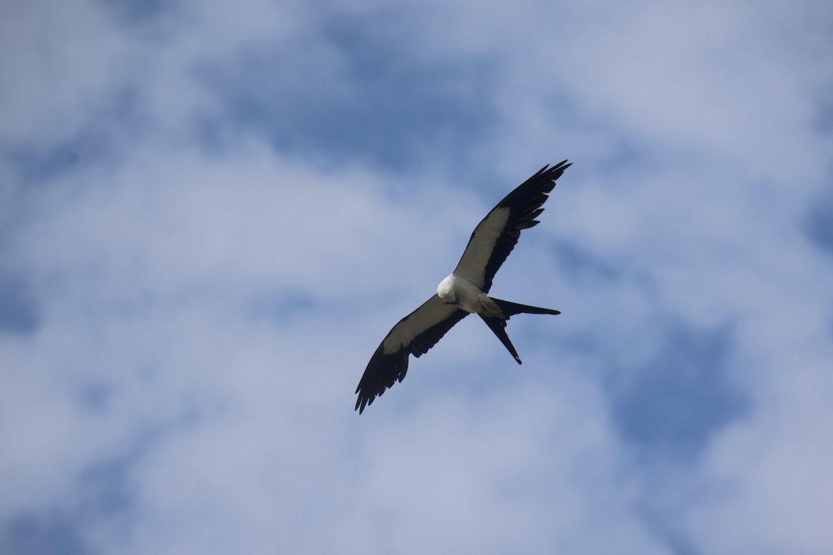 Swallow-tailed Kite - ML615112180