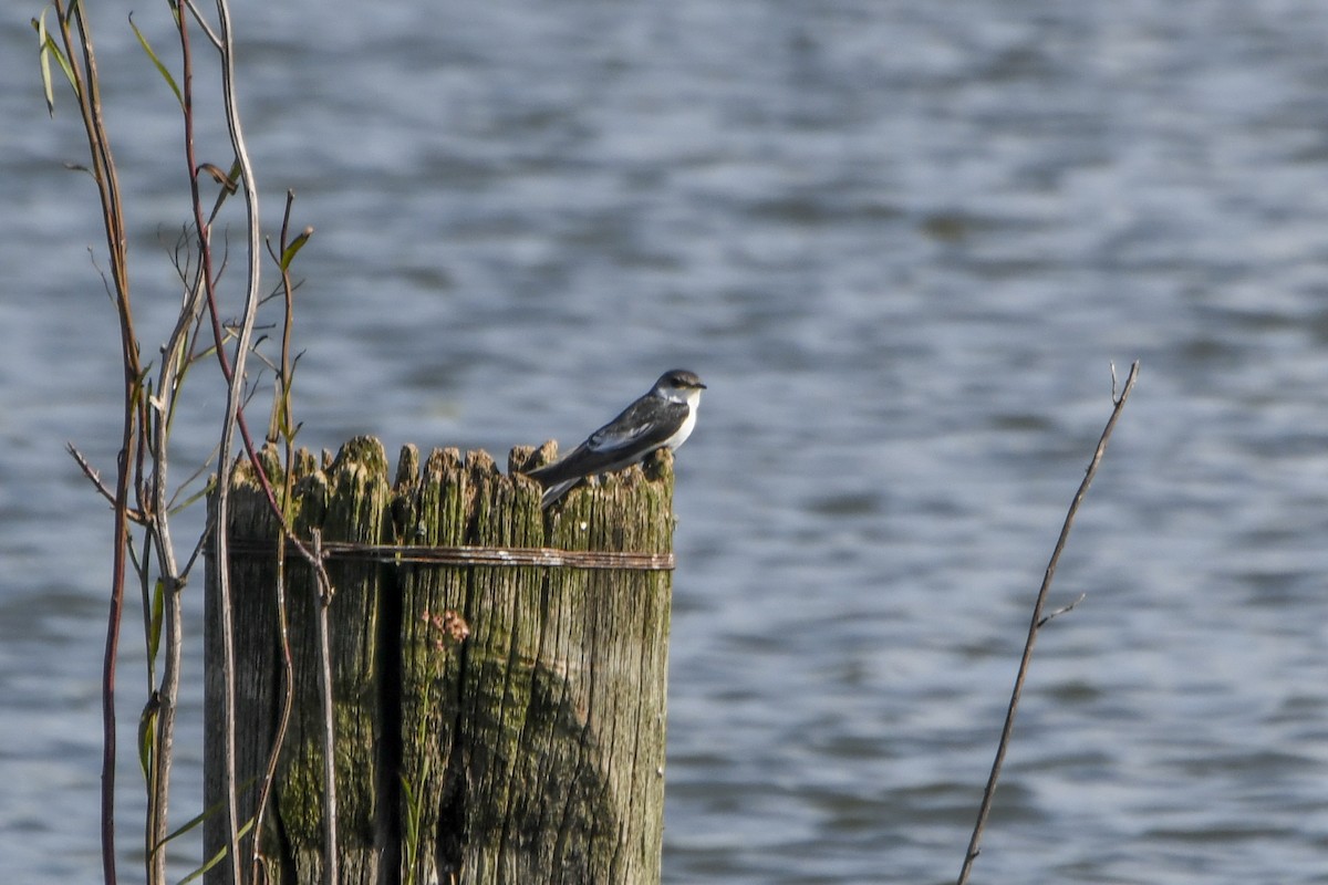 White-winged Swallow - ML615112181