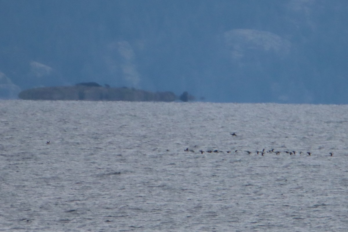 Common Murre - Daniel Donnecke