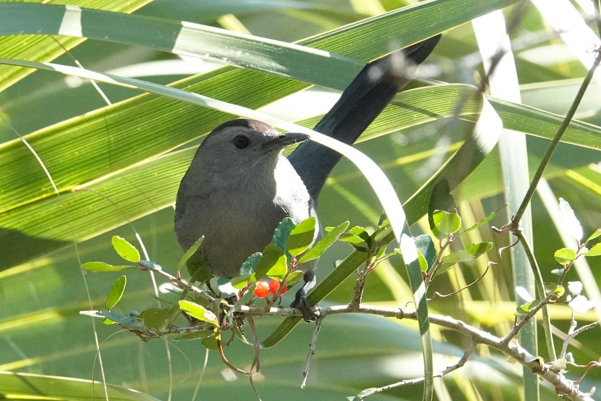 Pájaro Gato Gris - ML615112220