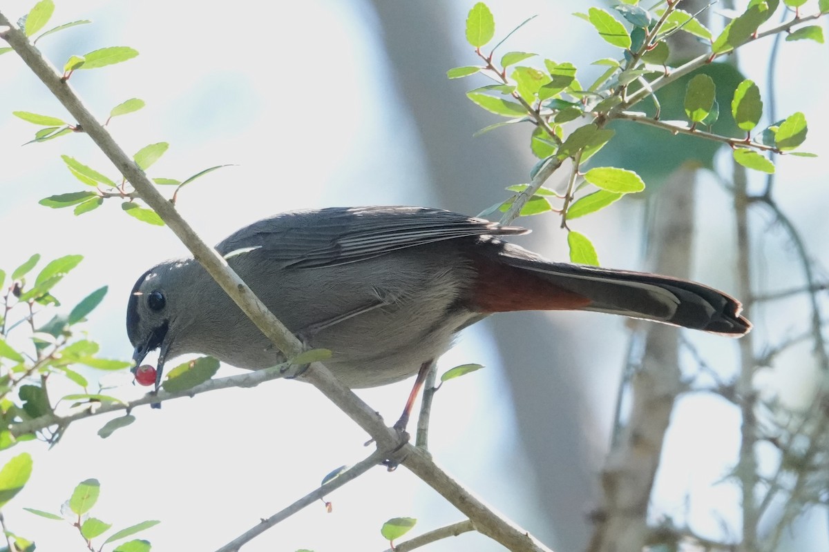 Gray Catbird - Allison Graves