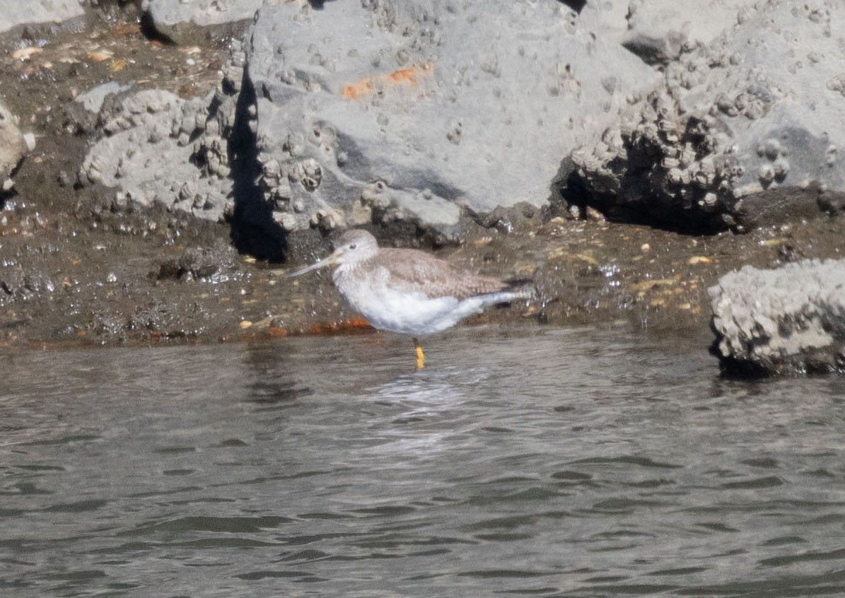 Greater Yellowlegs - MCHL ____