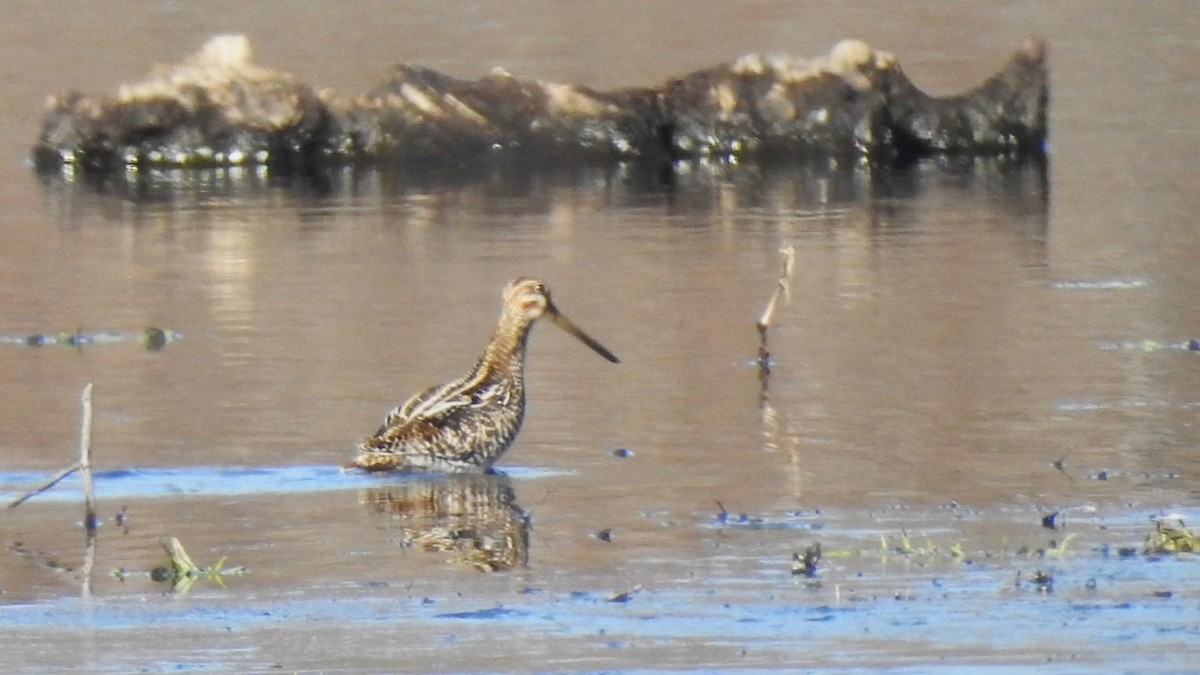 Wilson's Snipe - Vincent Glasser