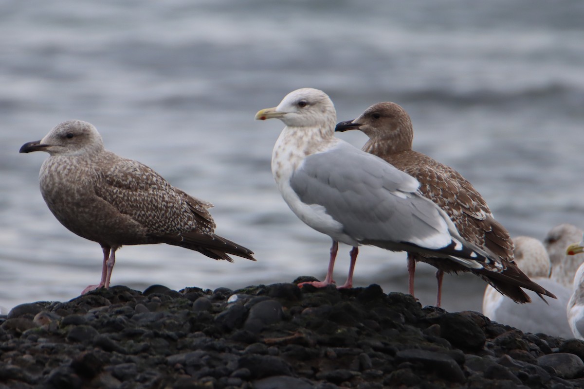 Gaviota Groenlandesa - ML615112321