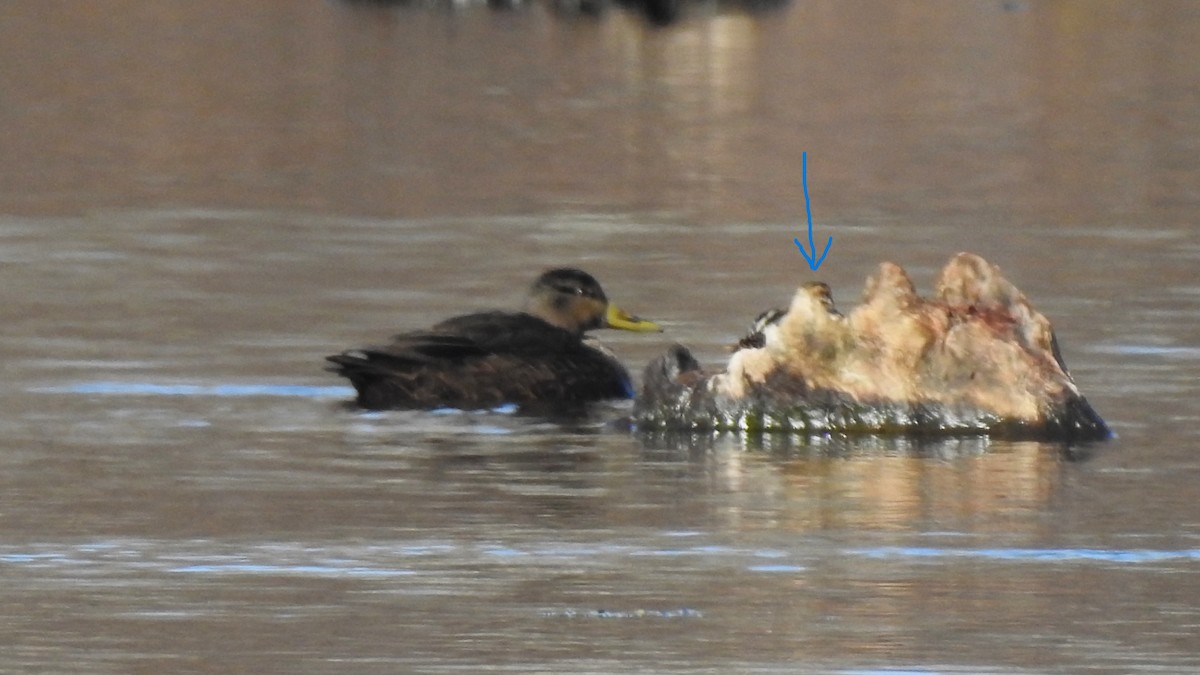 Wilson's Snipe - Vincent Glasser