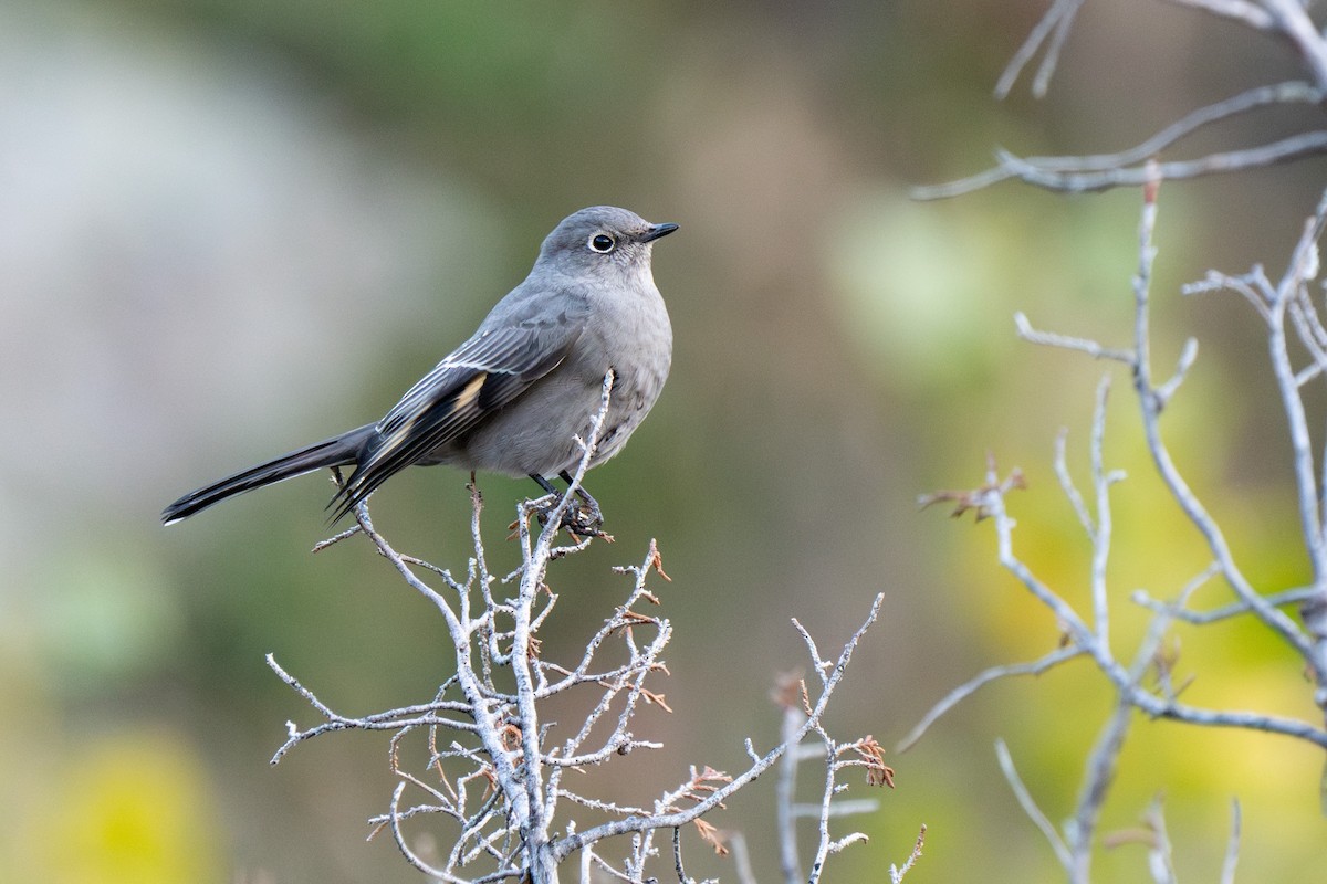 Townsend's Solitaire - Amy  Roush