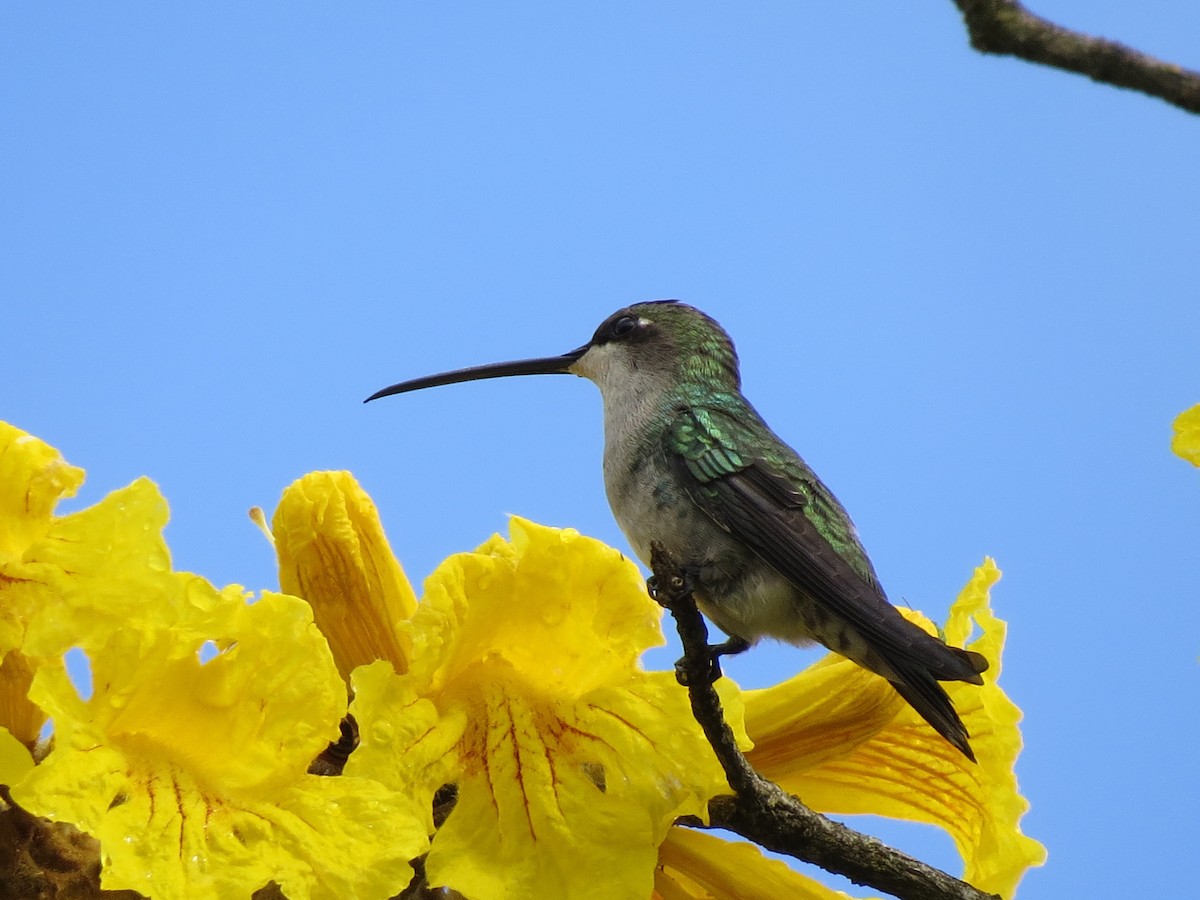 kolibřík cerradový - ML615112385
