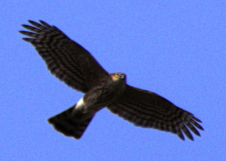 Sharp-shinned Hawk - ML615112525