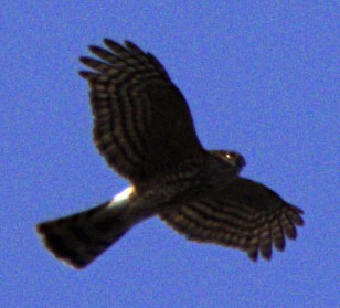 Sharp-shinned Hawk - ML615112528