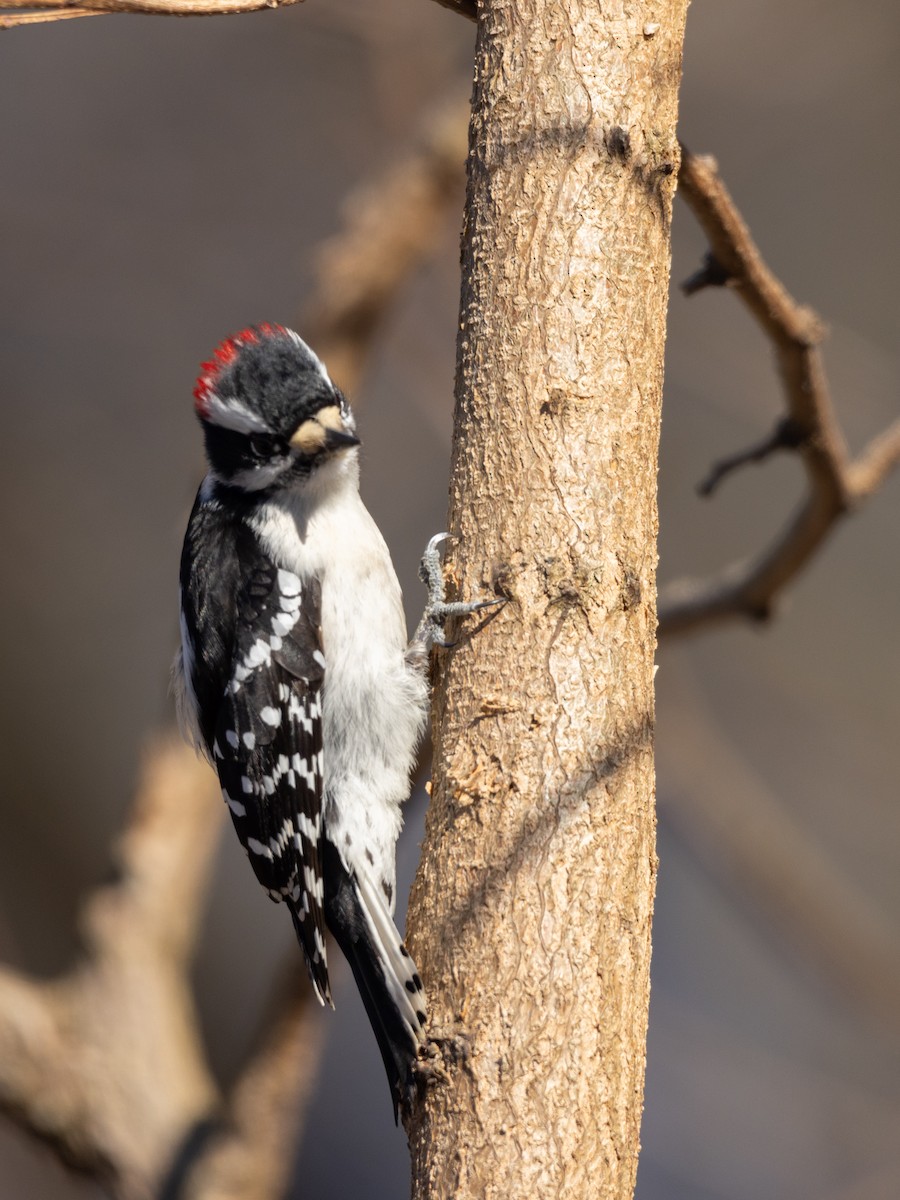 Downy Woodpecker - Andy Wilson