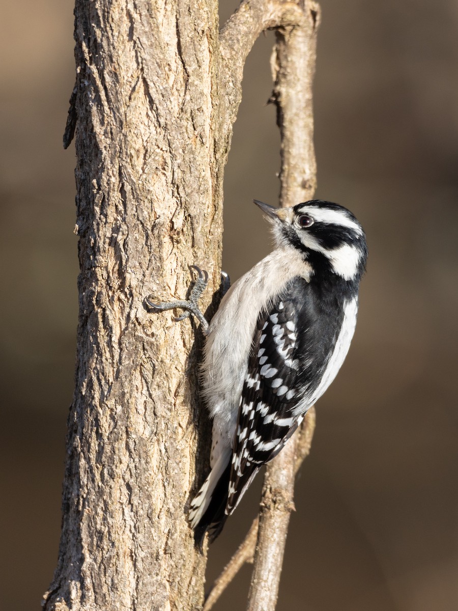 Downy Woodpecker - ML615112548