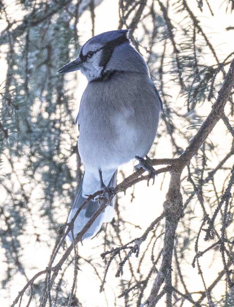 Blue Jay - David Campbell