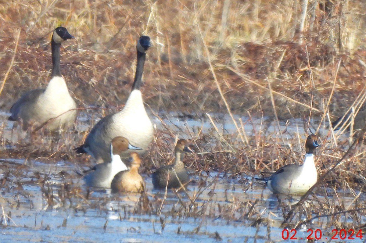 Northern Pintail - ML615112603