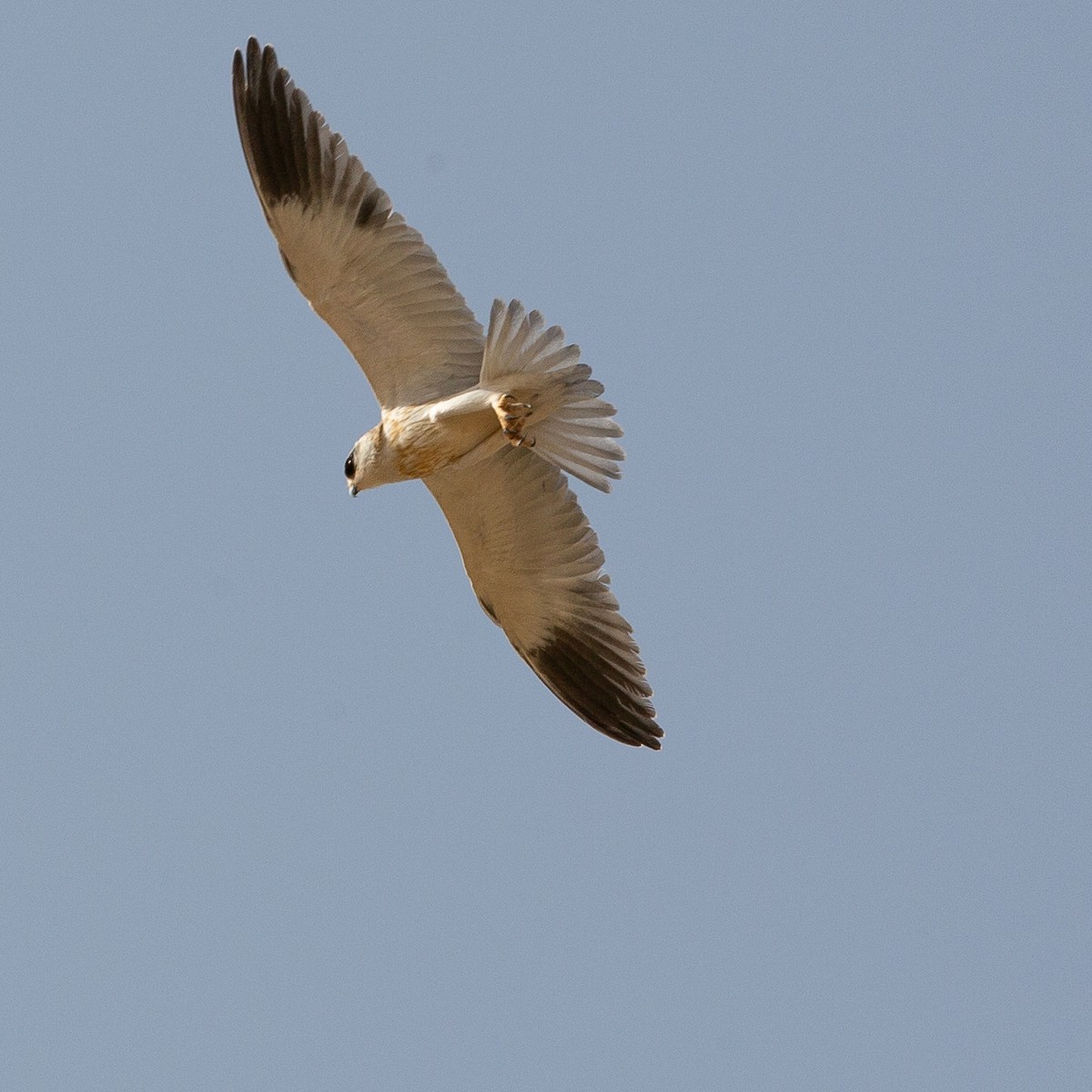 Black-winged Kite - Werner Suter