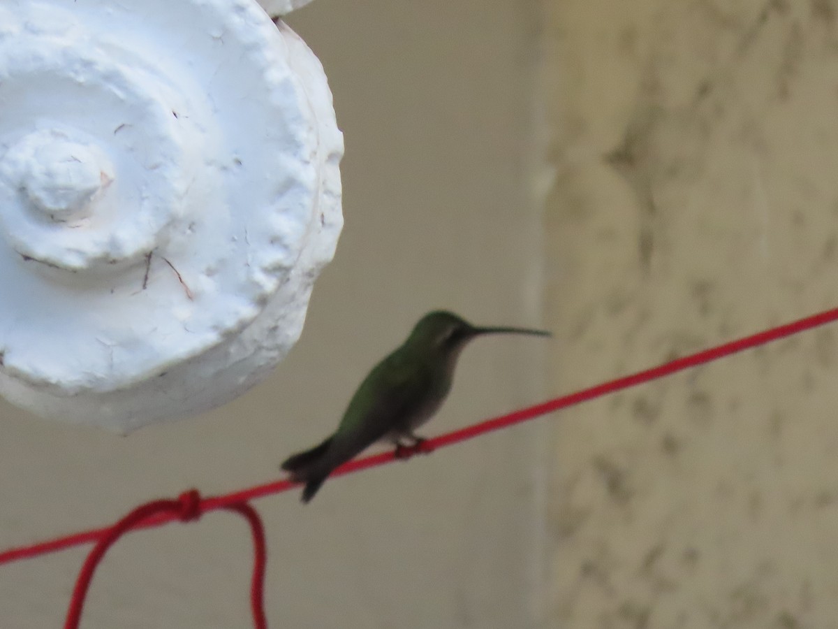Broad-billed Hummingbird - ML615112714