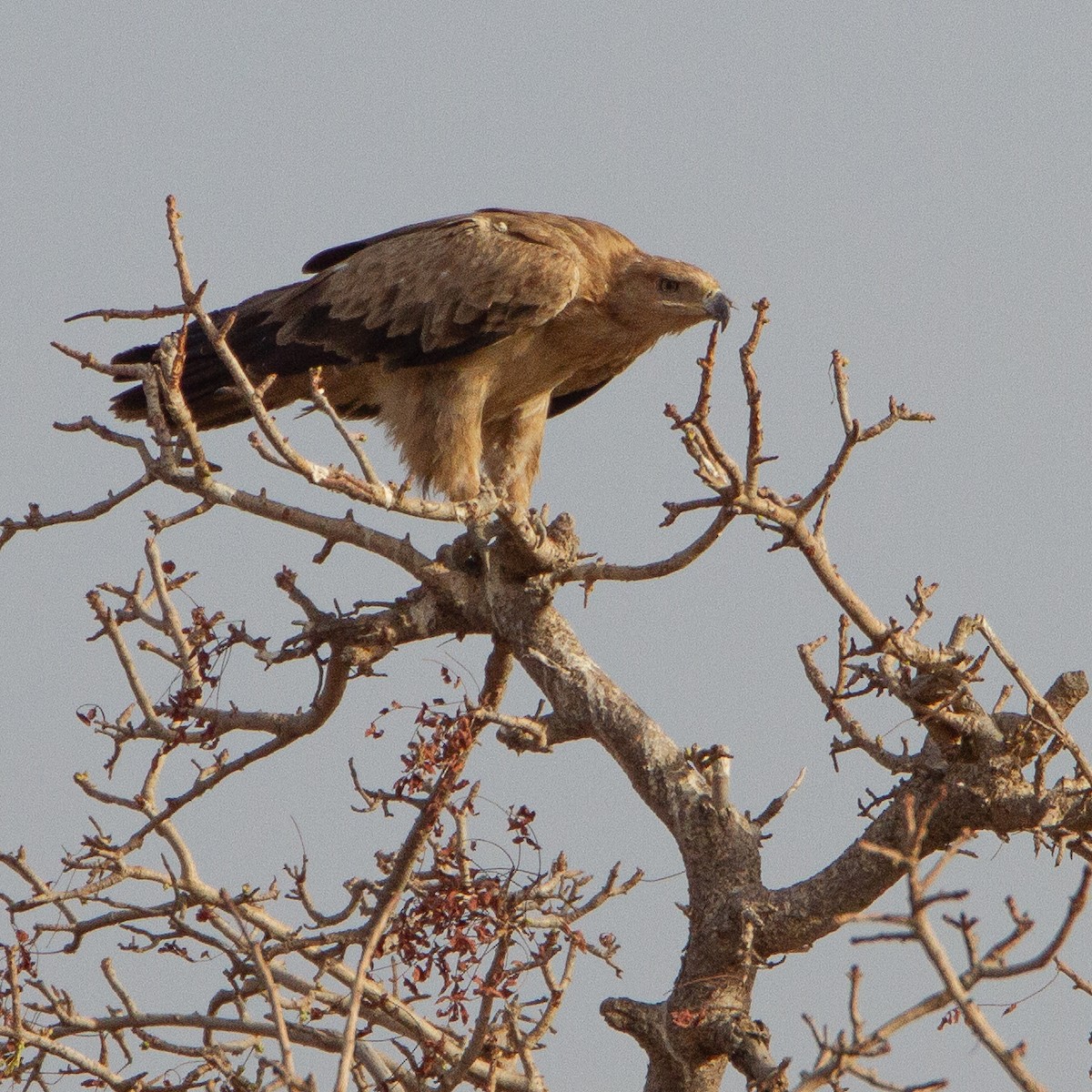 Tawny Eagle - Werner Suter