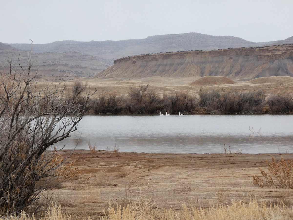 Tundra Swan - ML615112769