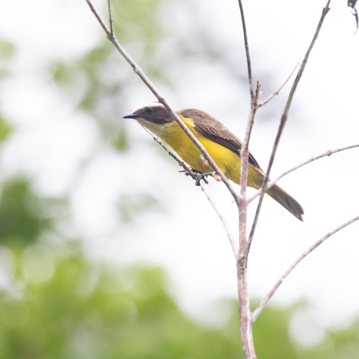 Rusty-margined/Social Flycatcher - PATRICK BEN SOUSSAN