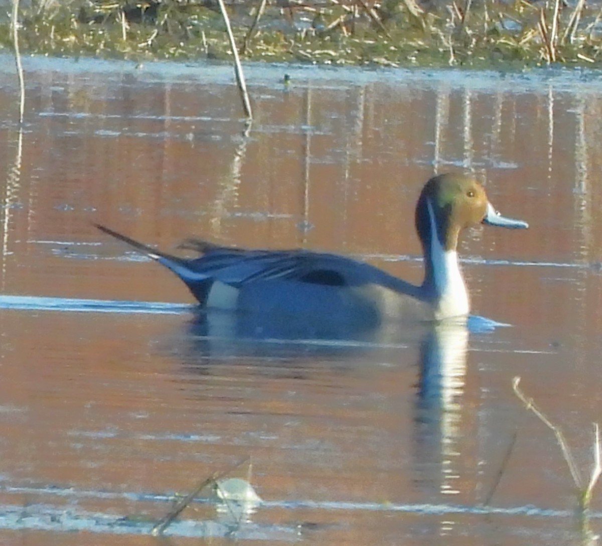 Northern Pintail - ML615112786