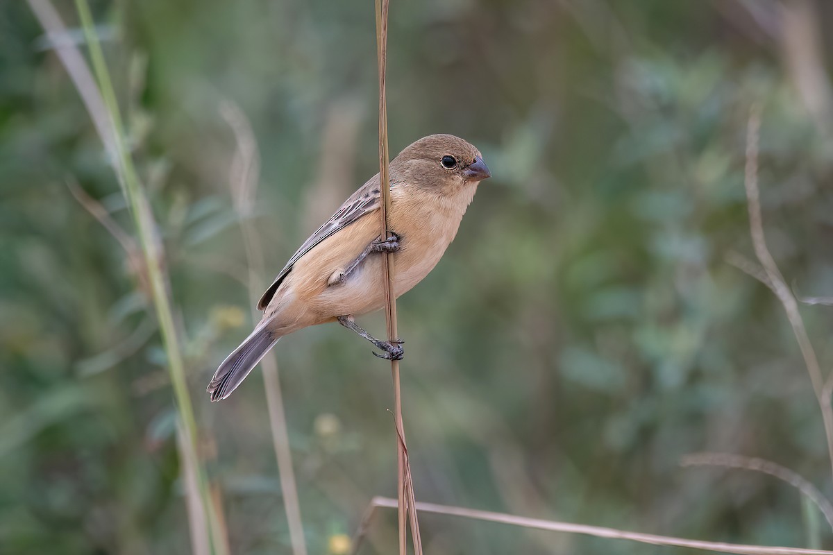 Marsh Seedeater - Raphael Kurz -  Aves do Sul