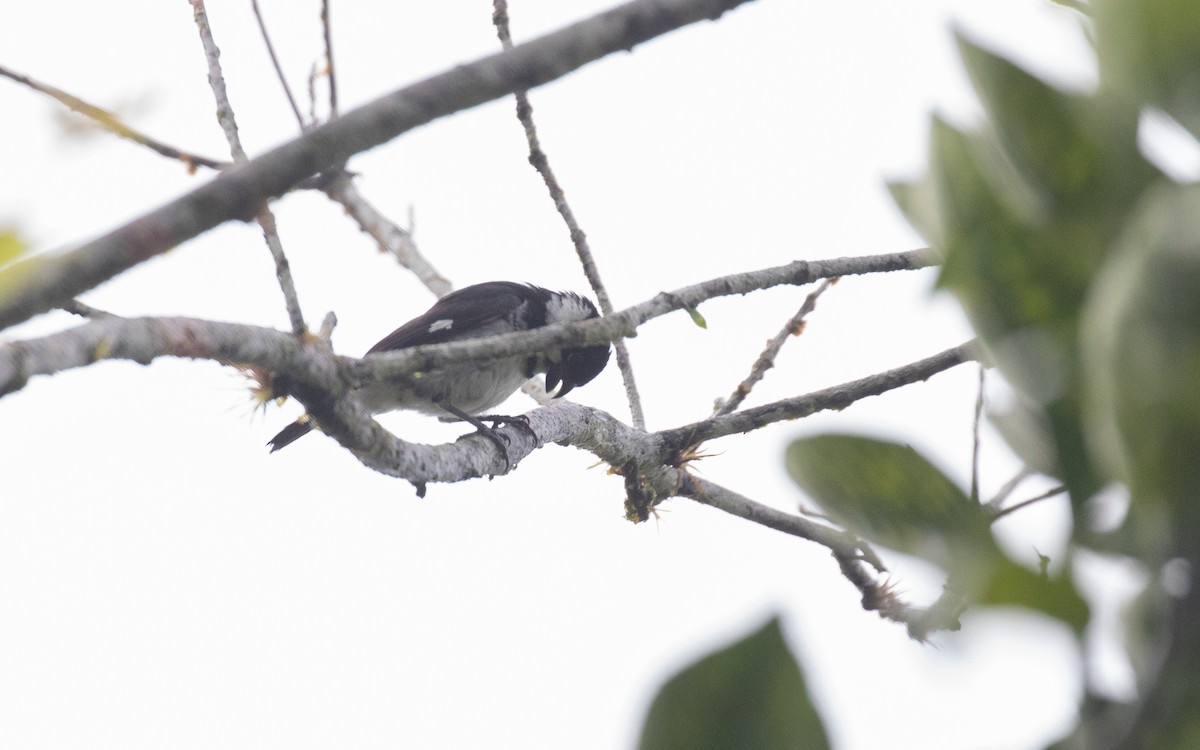Variable Seedeater - PATRICK BEN SOUSSAN