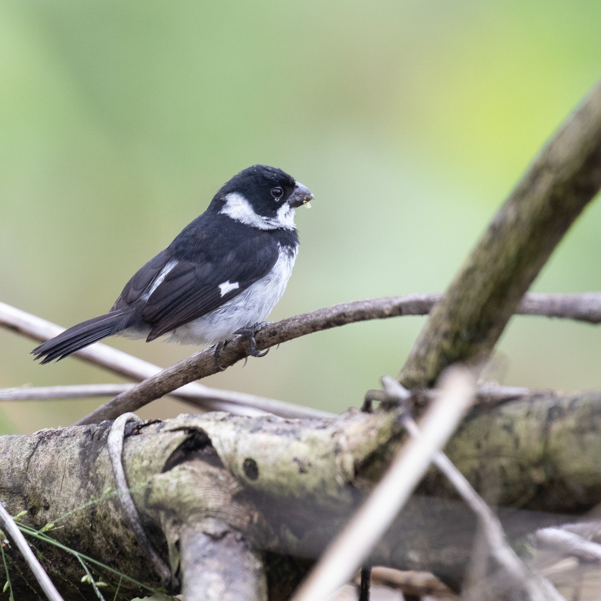 Variable Seedeater - PATRICK BEN SOUSSAN