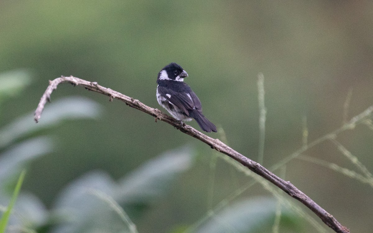 Variable Seedeater - PATRICK BEN SOUSSAN