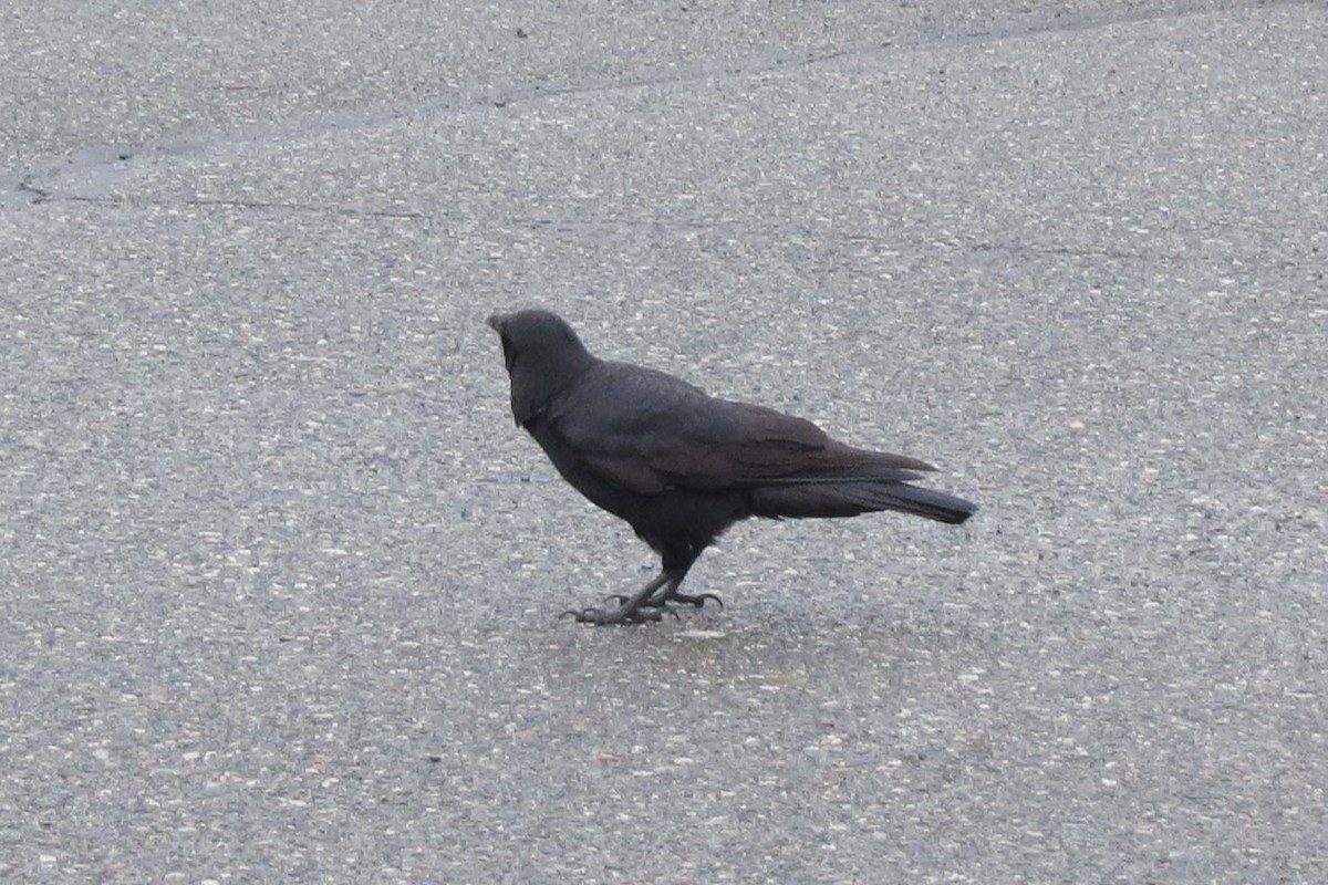 American Crow - ML615112897