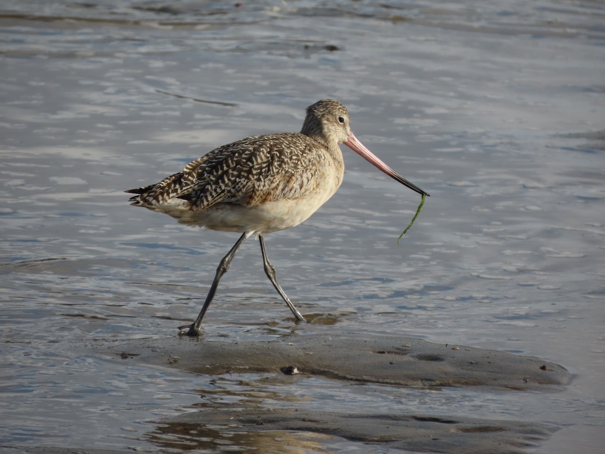 Marbled Godwit - ML615112923