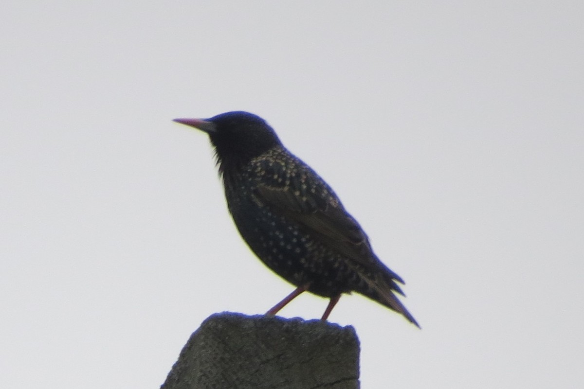 European Starling - ML615112924