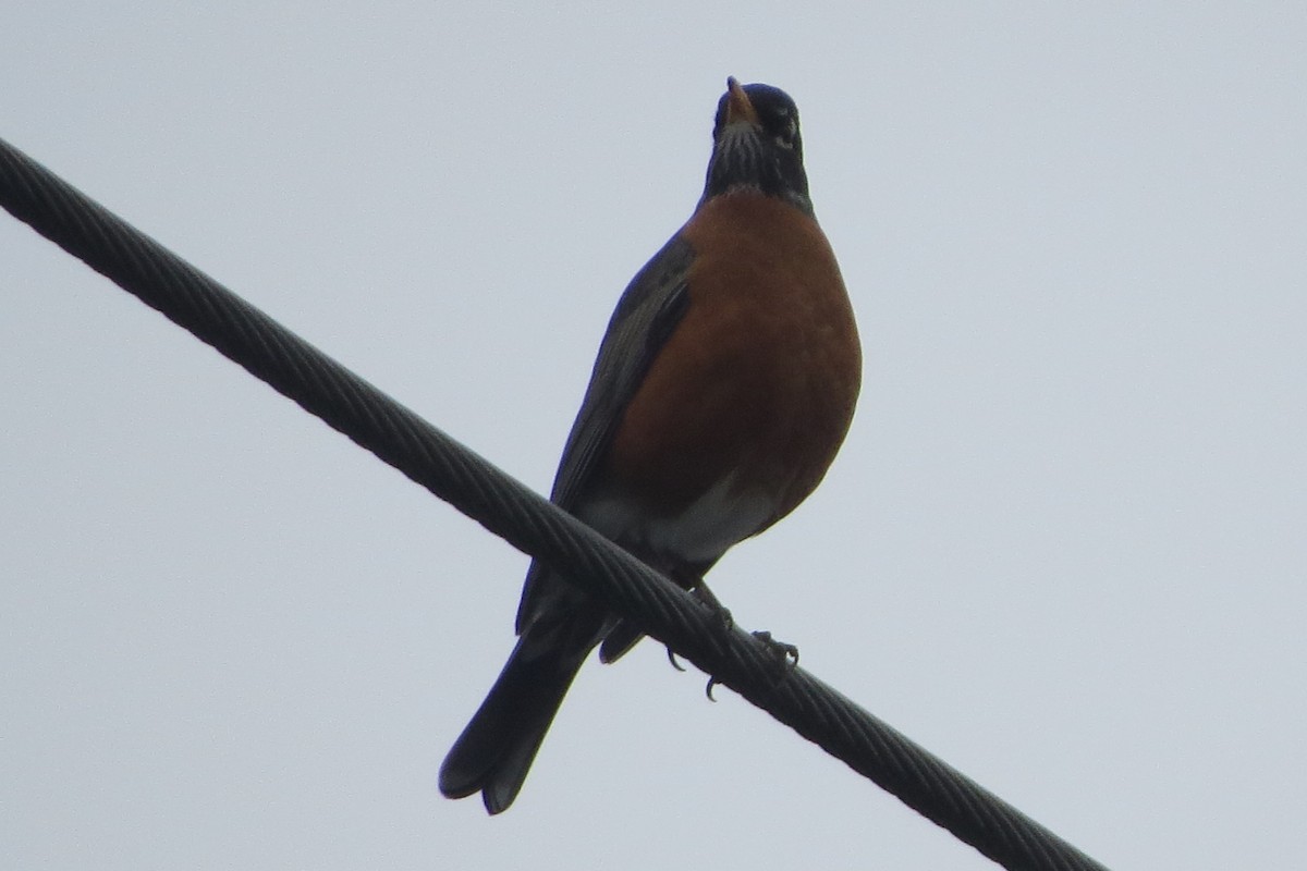 American Robin - ML615112952